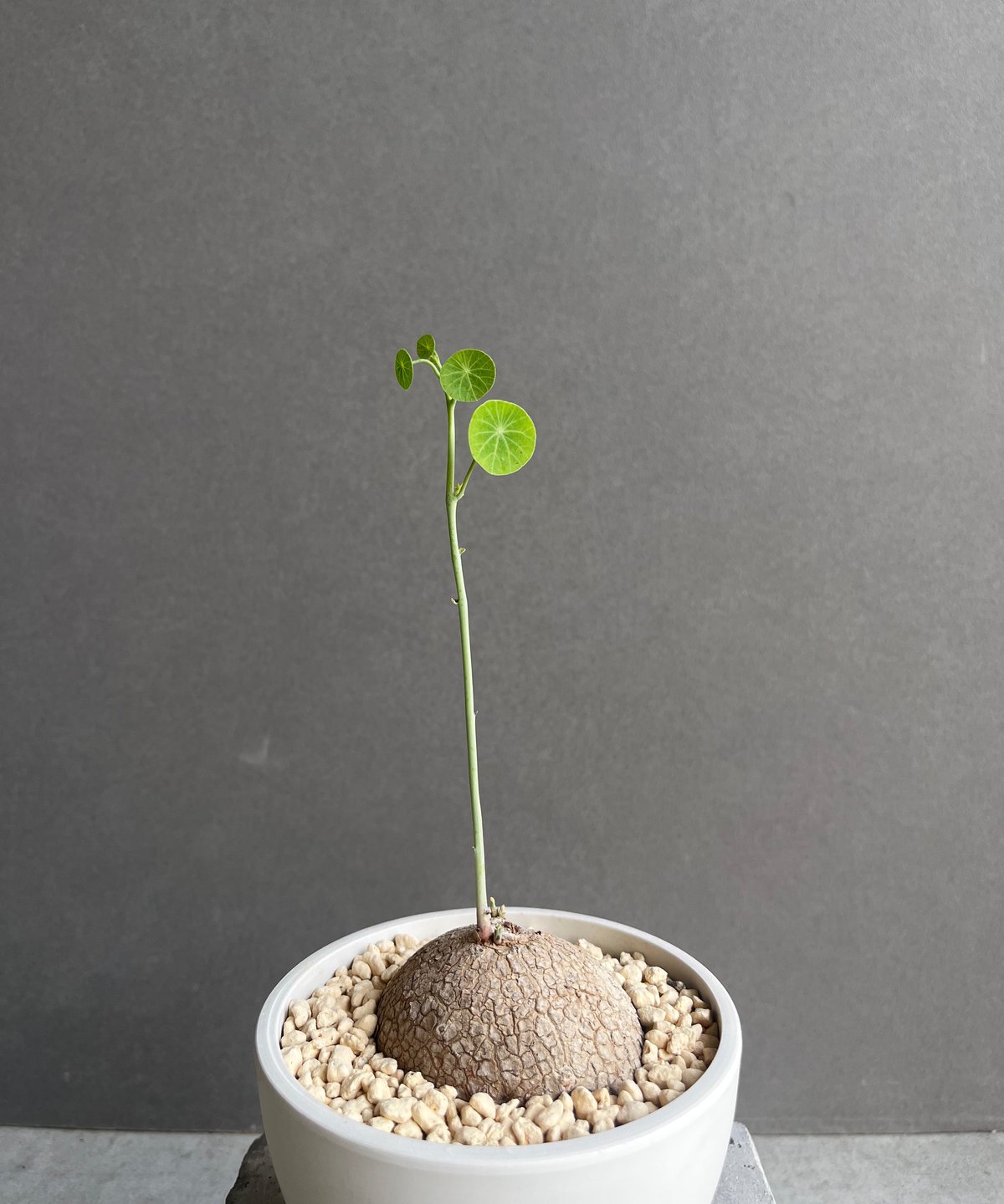 ステファニア エレクタ 「Stephania erecta」30D | SHOUCHIKUEN