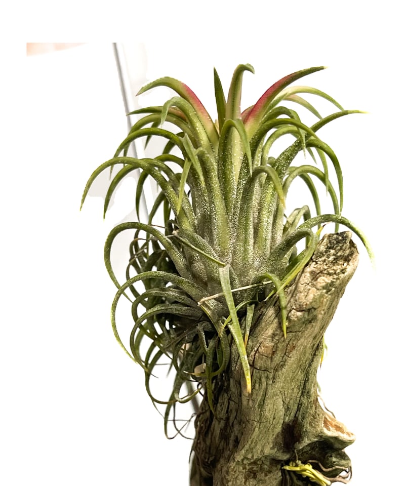 Tillandsia Icy Elf 速達発送 fit=scale-down,w=1200