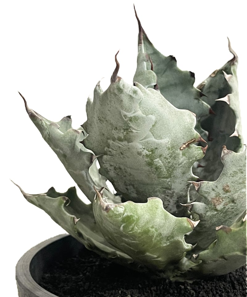 アガベ コロラータ「Agave colorata」2/3-24 | SHOUCHIKUEN