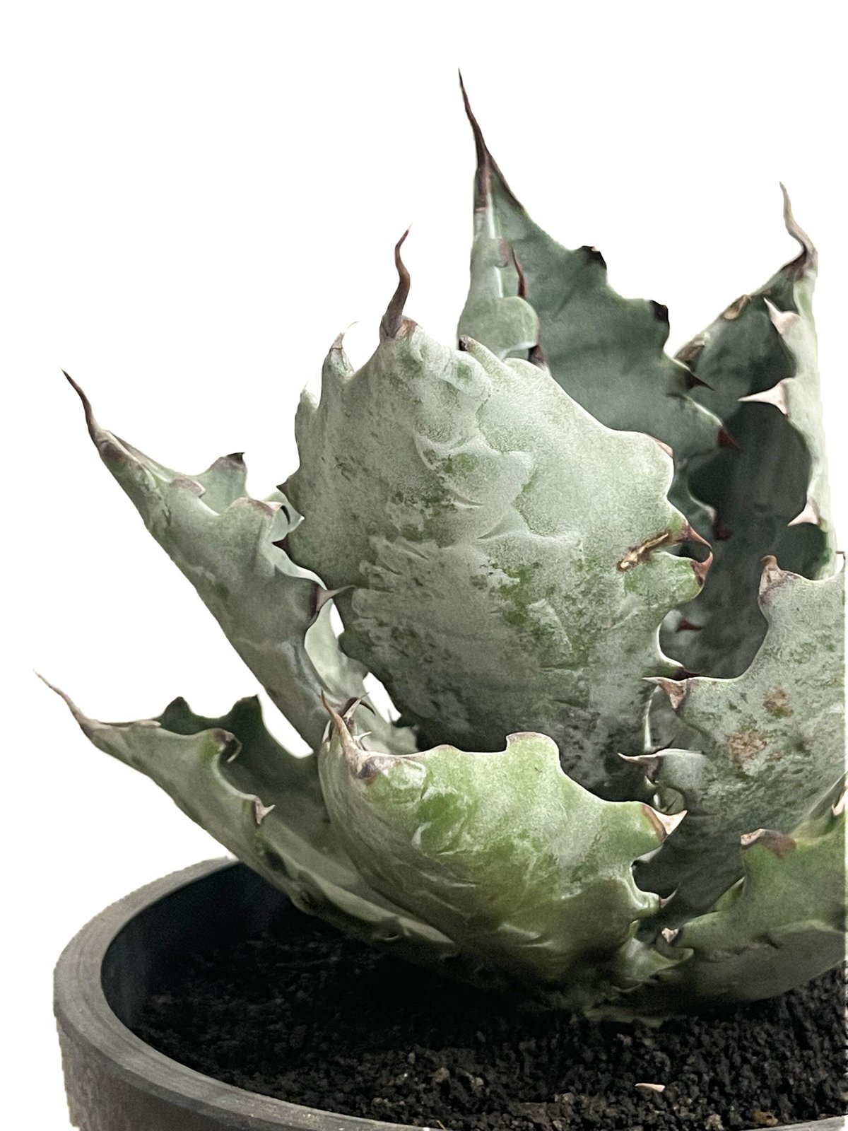 アガベ コロラータ「Agave colorata」2/3-24 | SHOUCHIKUEN