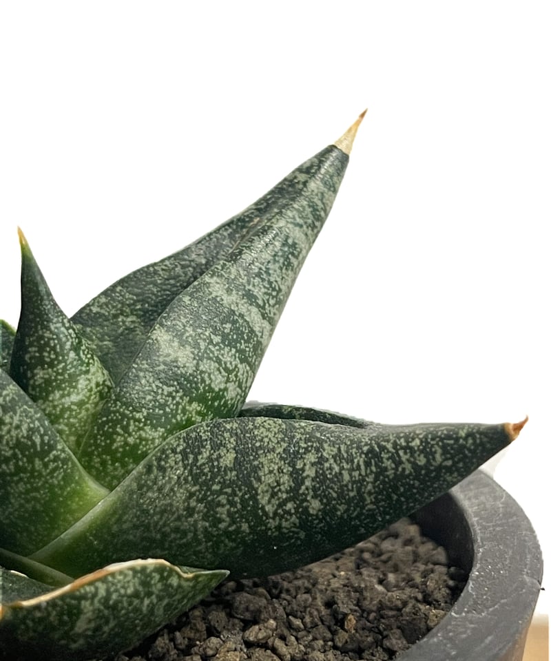 サンセベリア ブラック ライノ「Sansevieria Black Rhino」48G-1 |