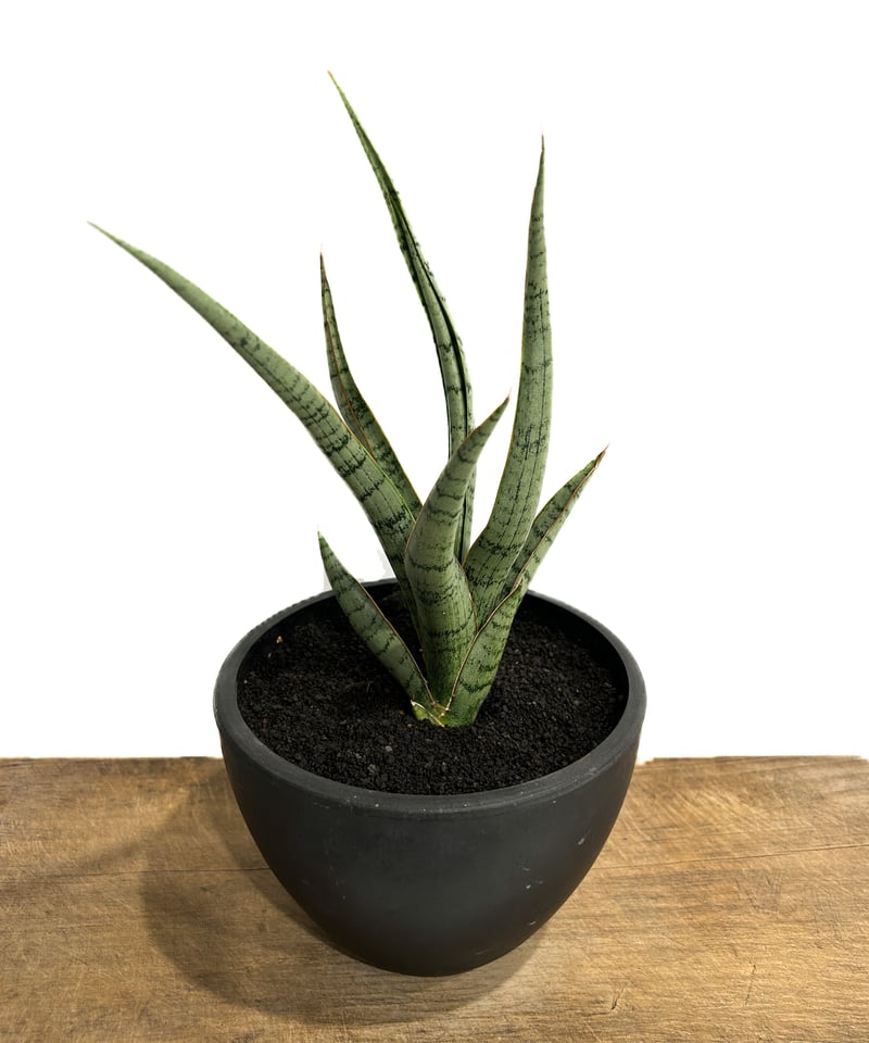サンセベリア コヨーテ 「Sansevieria Coyote」3/16-110 | SHOU
