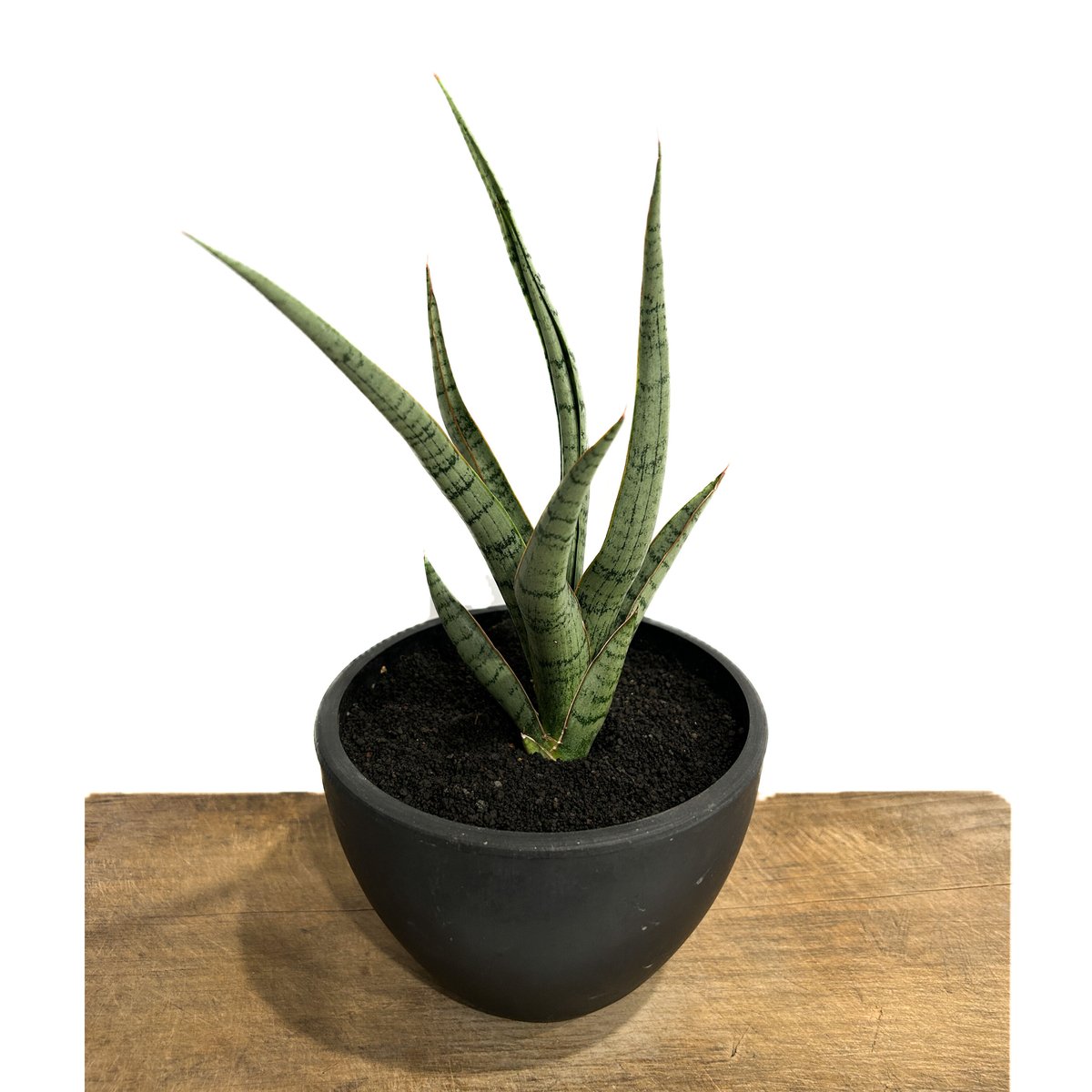 サンスベリア・コヨーテ サンセベリア コヨーテ 「Sansevieria Coyote」3/16-110 | SHOU