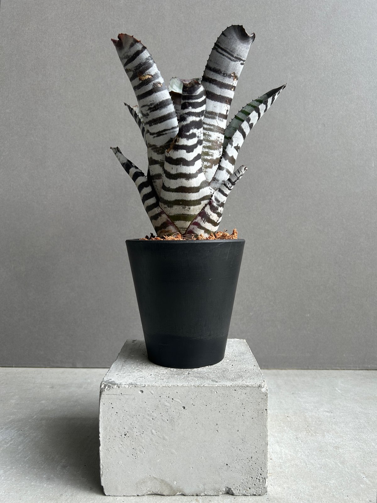 ブロメリア・エアープランツ Aechmea Black select エクメア チャンティニー ブラック セレクト 「Aechmea