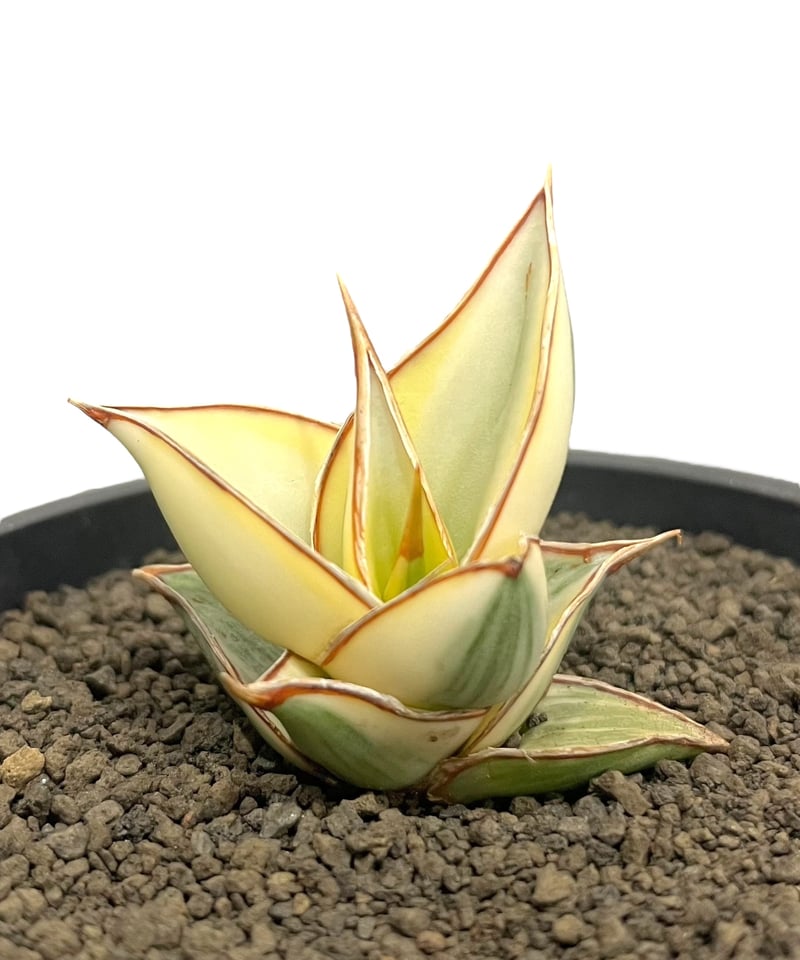 サンセベリア ピングイキュラ 斑入 「 Sansevieria pinguicula サンセベリア ピングイキュラ 斑入 「 Sansevieria pinguicula