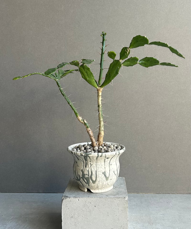 シャコバサボテン+ YON-HACHI「Schlumbergera」7M | SHOUCHIKUEN