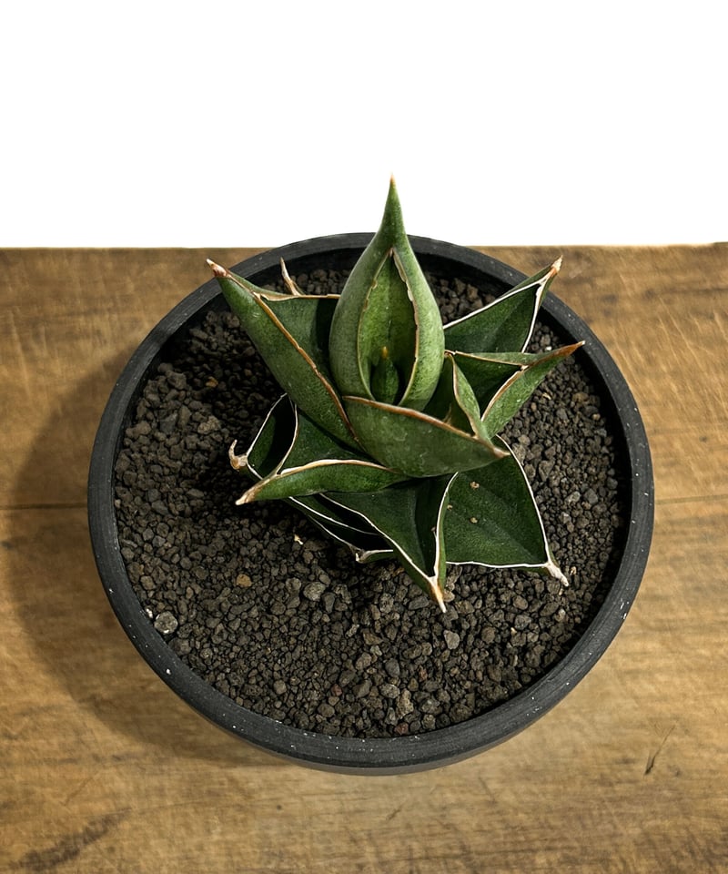 サンセベリア クラブクロー「Sansevieria Crab Claw (S. pingui