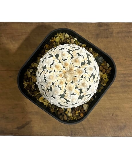 どんぐり ピンオーク 実生苗 Ｄ どんぐり ピンオーク 実生苗 D