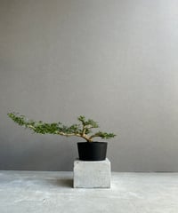 サンスベリア マニーパッキャオ 斑入 サンセベリア マニー パッキャオ 斑入 Sansevieria Manny