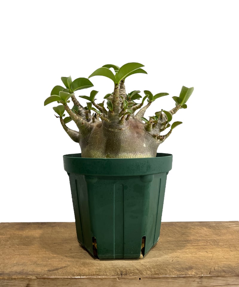 アデニウム アラビカム スーパー ドワーフ “ブラック”「Adenium