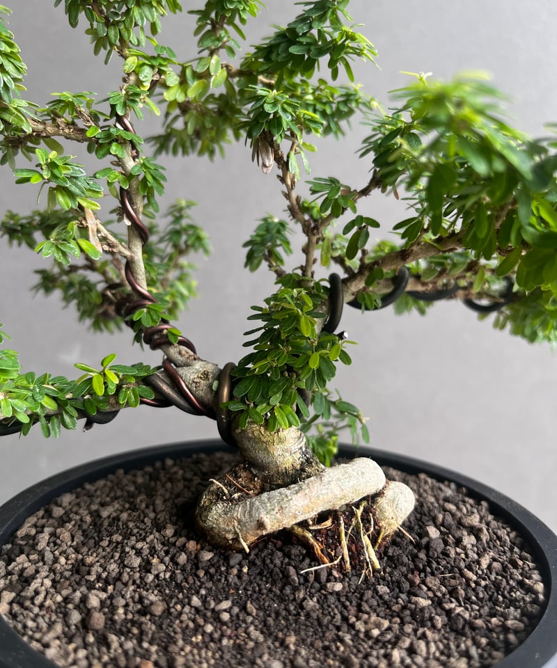 うち” 盆栽 「“UCHI” BONSAI 」65A | SHOUCHIKUEN