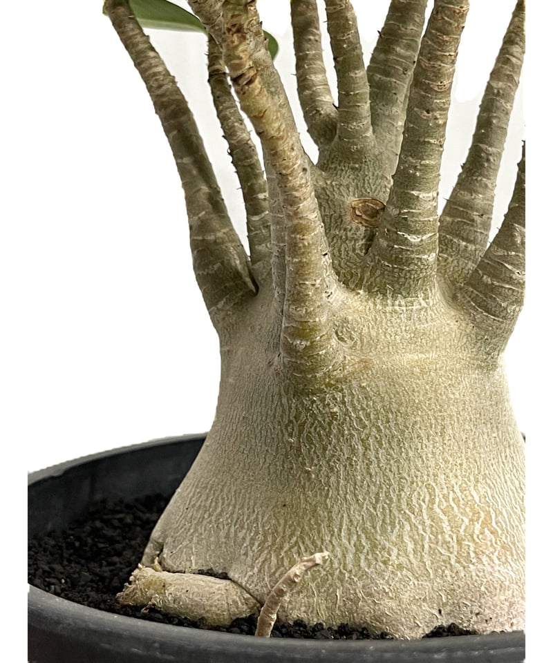 アデニウム アラビカム 「Adenium arabicum 」7/6-951 | SHOUCH