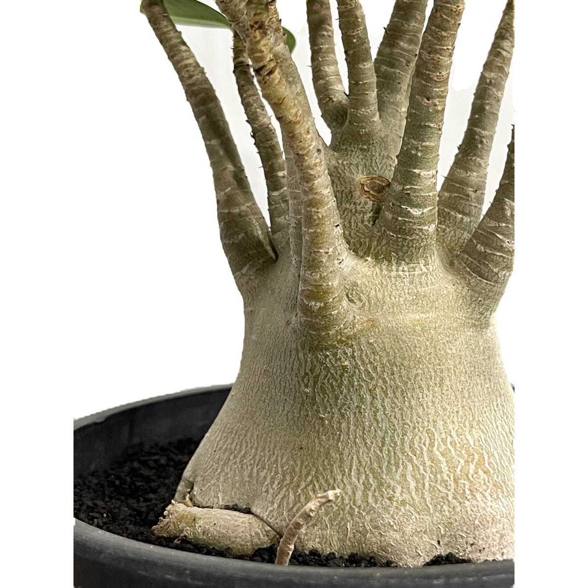 アデニウム アラビカム 「Adenium arabicum 」7/6-951 | SHOUCH