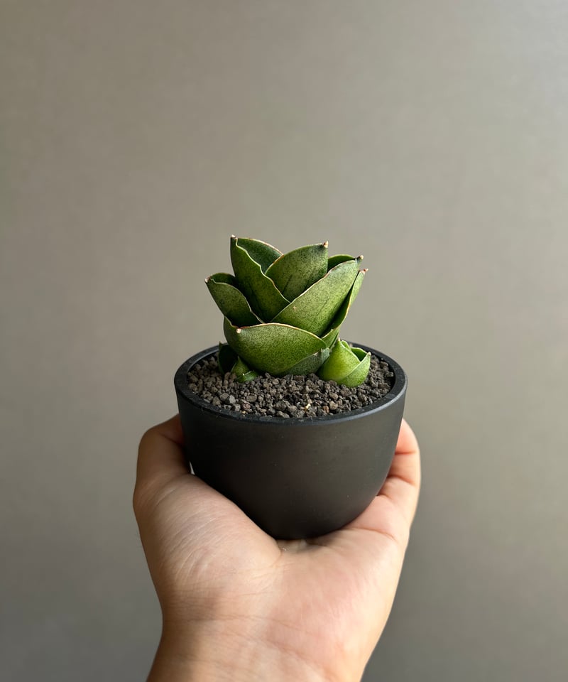 サンセベリア ベンジャロン「Sansevieria Benjarong (by Unyaman