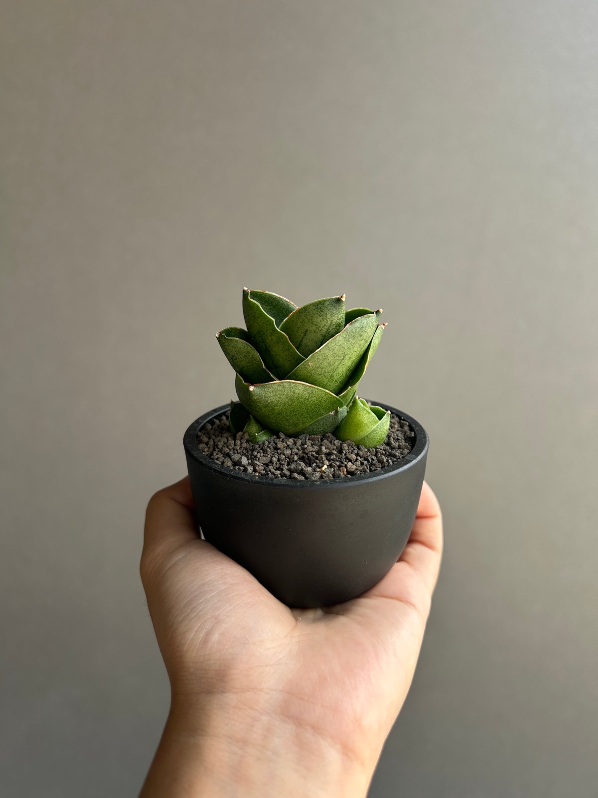 EMP サンセベリア ベンジャロン / 仔株付き SA427 EMP サンセベリア