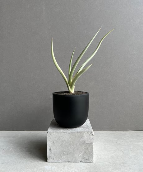 たぬきち様　フリチラリアペルシカ２球　ネプスキアヌム2球　カラタビエンセ2球 たぬきち様 フリチラリアペルシカ2球 ネプスキアヌム2球