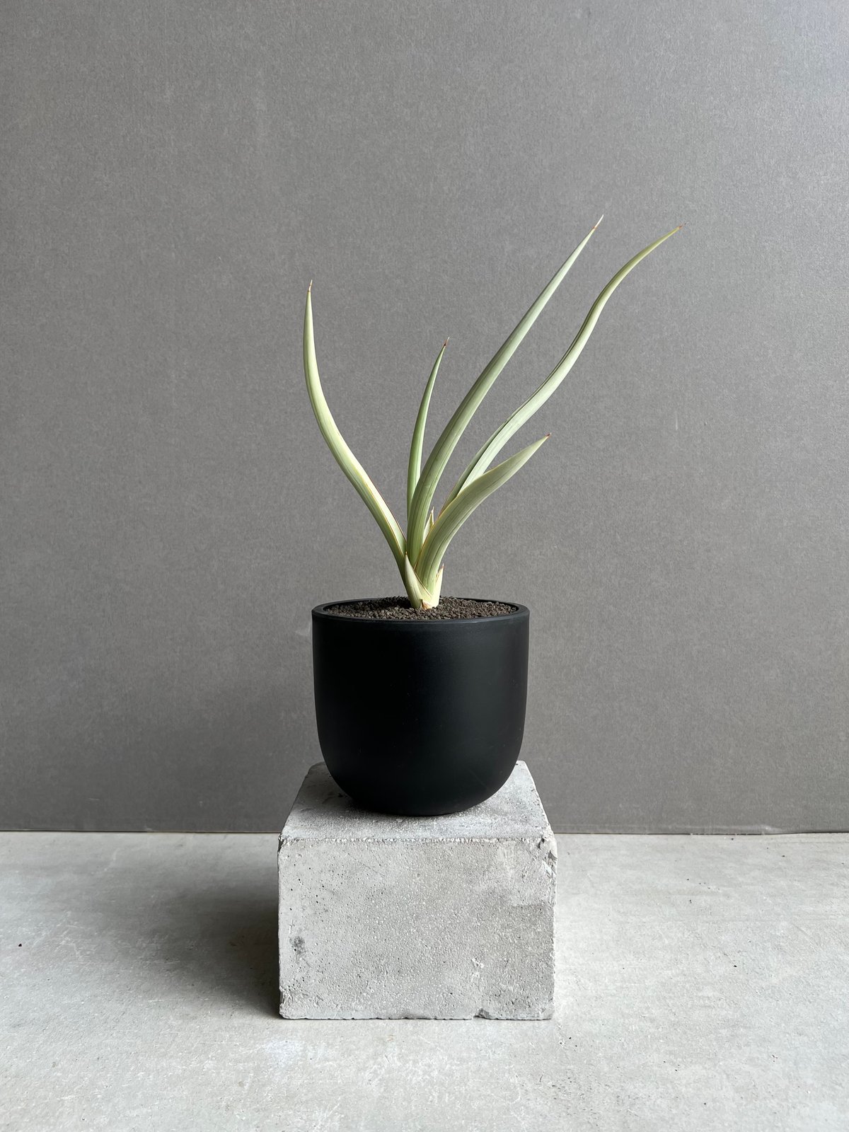 サンセベリア ダンシング ドラゴン 「Sansevieria Dancing Dragon