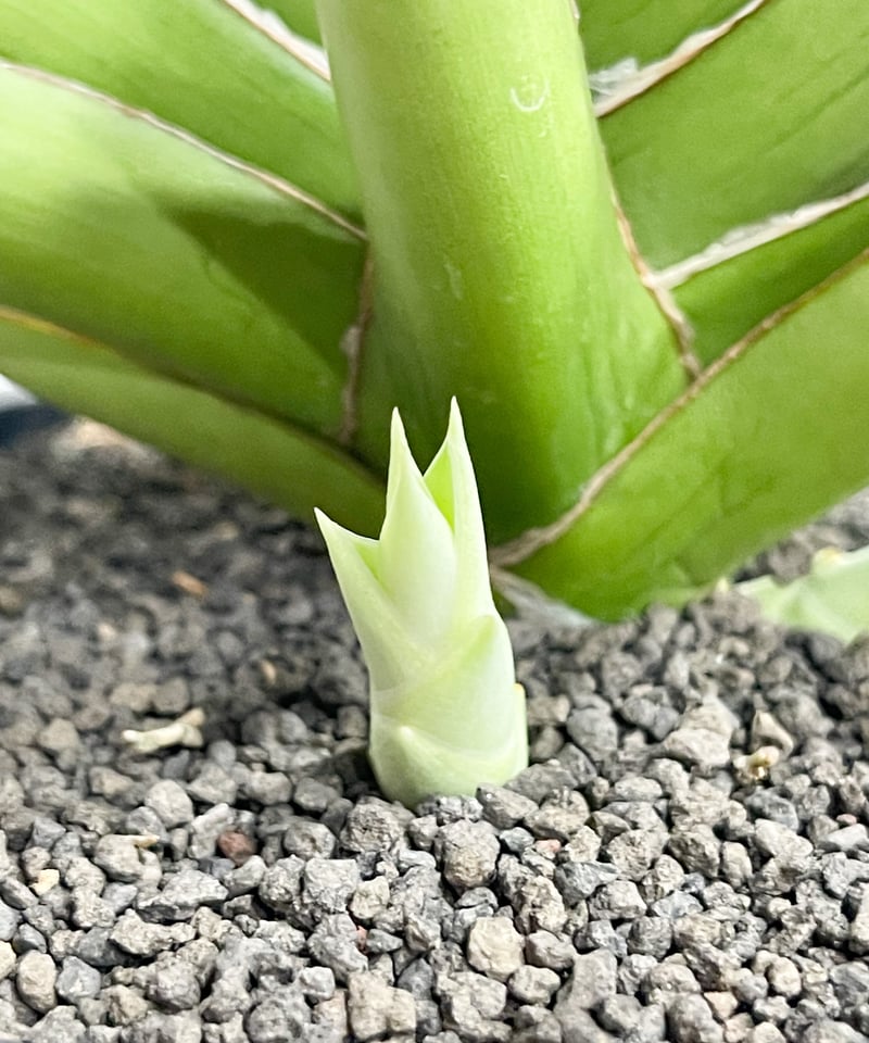 サンセベリア チャニン「Sansevieria Chanin(by Unyamanee Gar