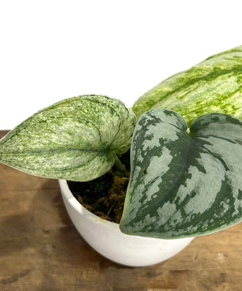 スキンダプサス ホログラム ミント「Scindapsus Hologram Mint スキンダプサス ホログラム ミント「Scindapsus Hologram Mint