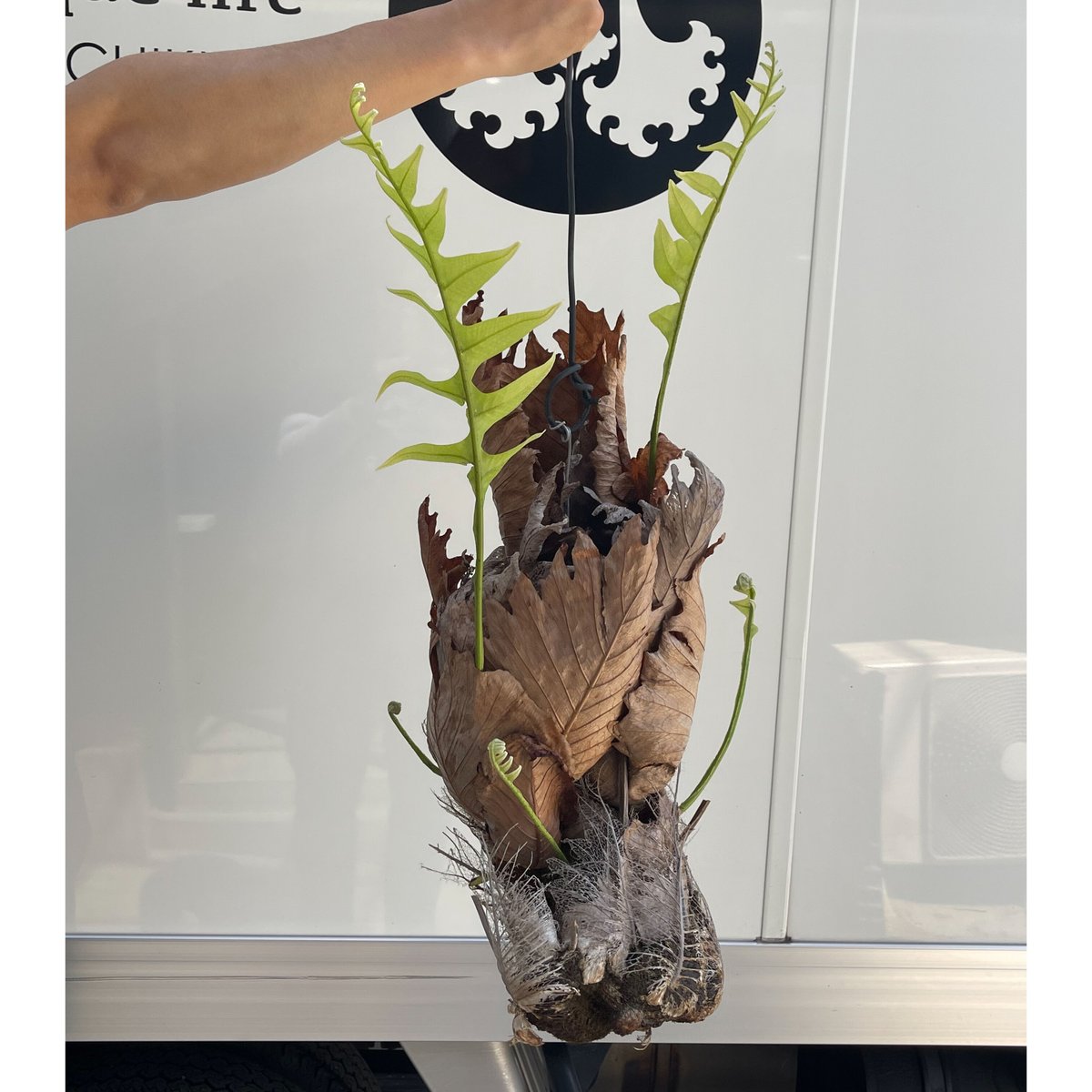 ドリナリア クエルシフォリア「Drynaria quercifolia」5/2 | SHOUC
