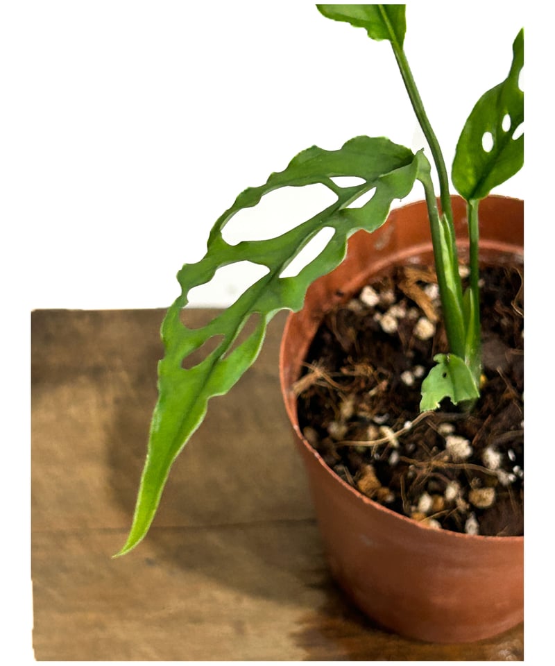 専用　オブリクア　ペルー　Monstera Obliqua peru 3 fit=scale-down,w=1200