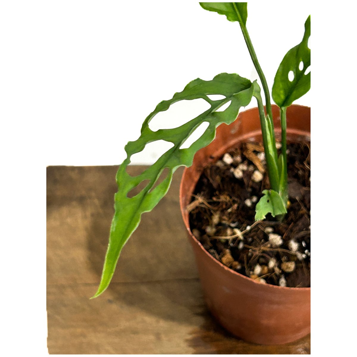モンステラ オブリクア ペルー「Monstera obliqua Peru」5/28-653 ...
