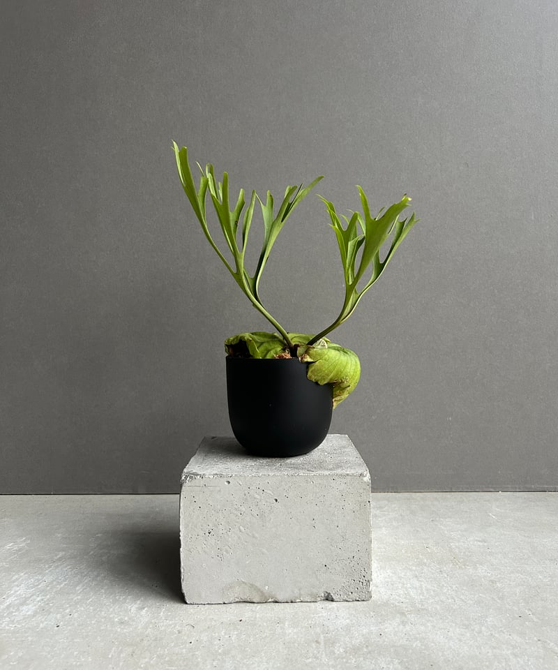 ビカクシダ リドレイ “パカラン”「Platycerium ridleyi “Pakarang