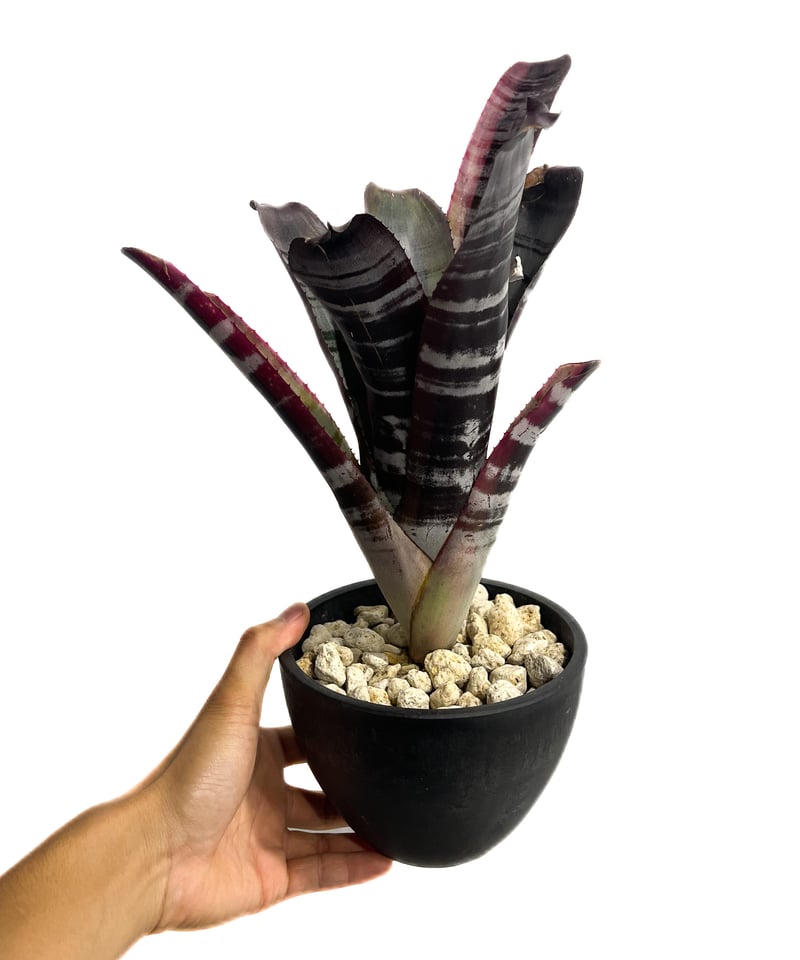 エクメア オットー「Aechmea Otto」2G-4 | SHOUCHIKUEN エクメア オットー「Aechmea Otto」2G-4 | SHOUCHIKUEN