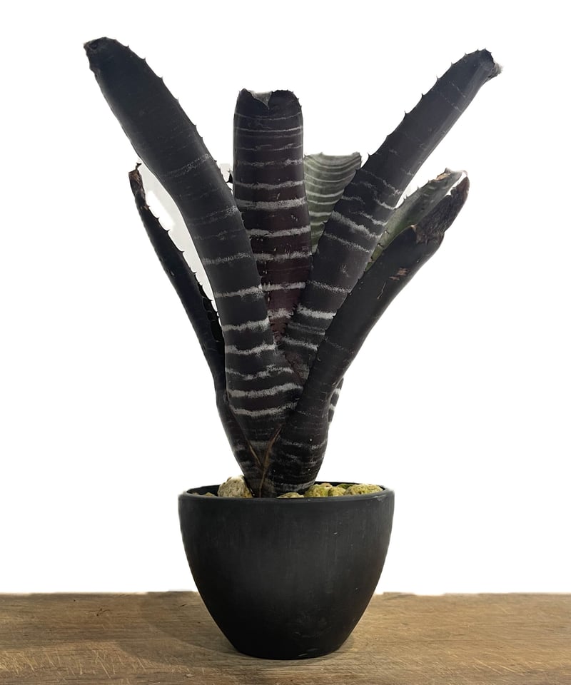 エクメア チャンティニー ブラック「Aechmea chantinii black」7/8-9