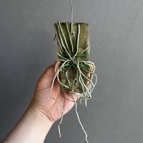 キロスキスタ　原種　４株セット　年末の株整理出品　chilo 洋蘭 キロスキスタ 原種 4株セット 年末の株整理出品 chilo 洋蘭 人気 綴化