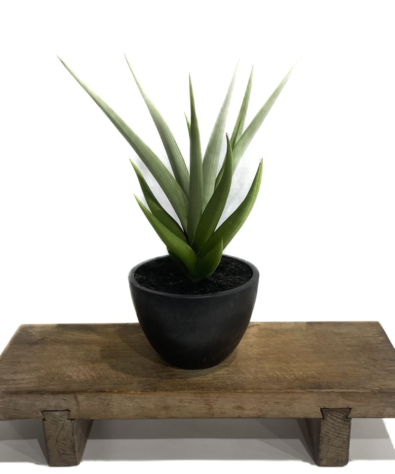 サンセベリア チャニン「Sansevieria Chanin(by Unyamanee Gar