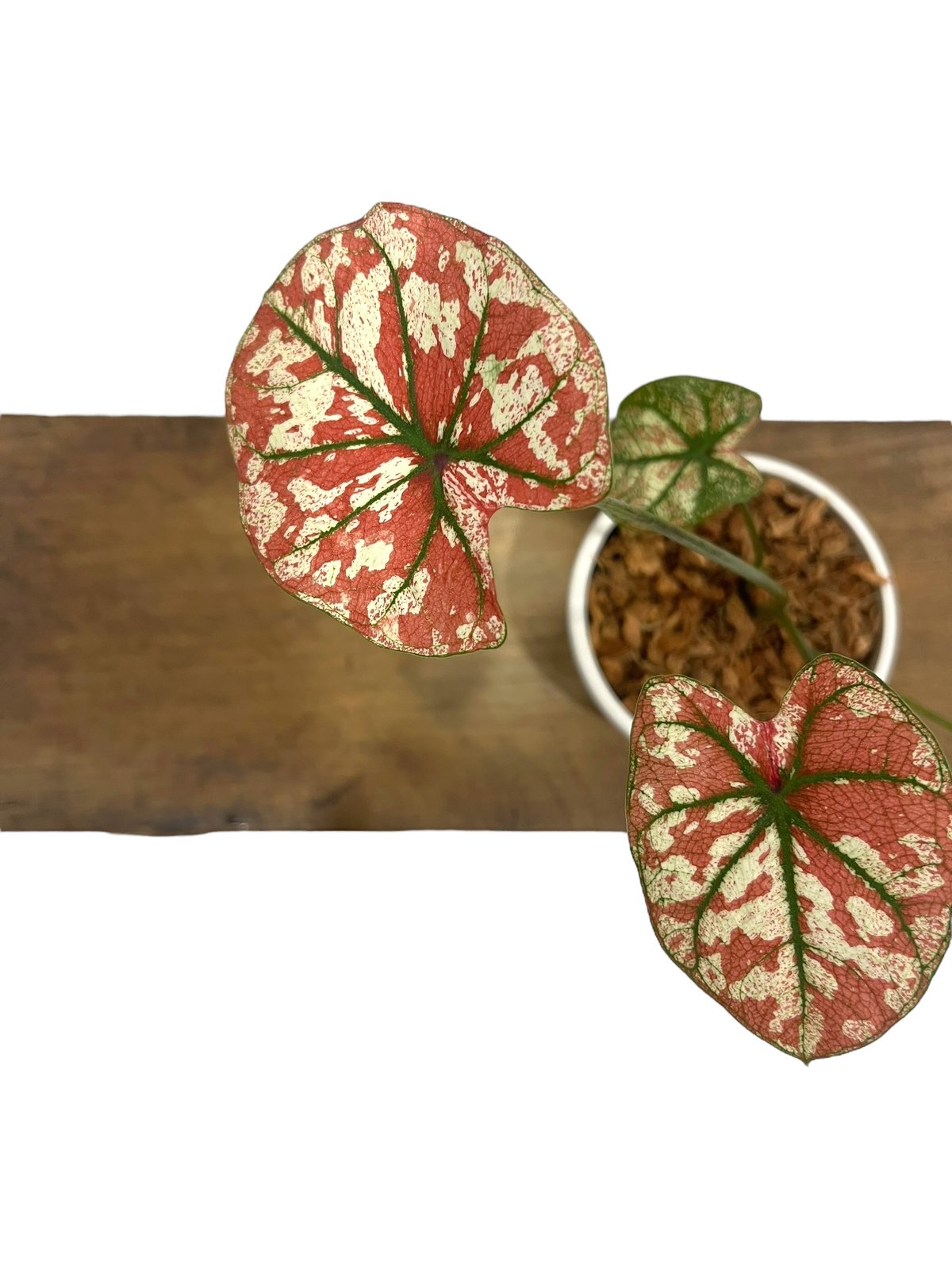 カラジウム　カラジューム　タイハイブリッド　ヒラヒラ系 カラジューム ハイブリッド “ビッグ アス”「Caladium Hybrid