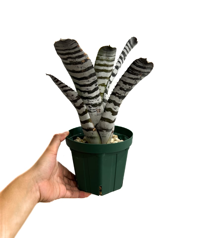 エクメア チャンティニー ワイドリーフ 実生苗 「Aechmea chantinii