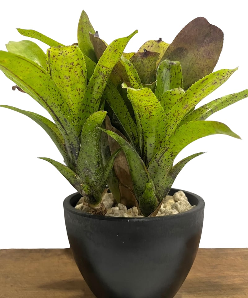 Neoregelia 