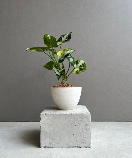 CATEGORY SALE | SHOUCHIKUEN