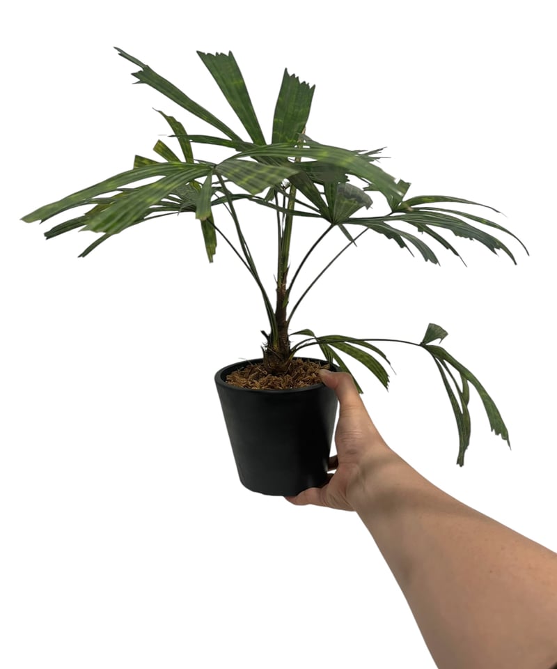 リクアラ マッタネンシス マプ 「Licuala mattanensis 'Mapu' 」18