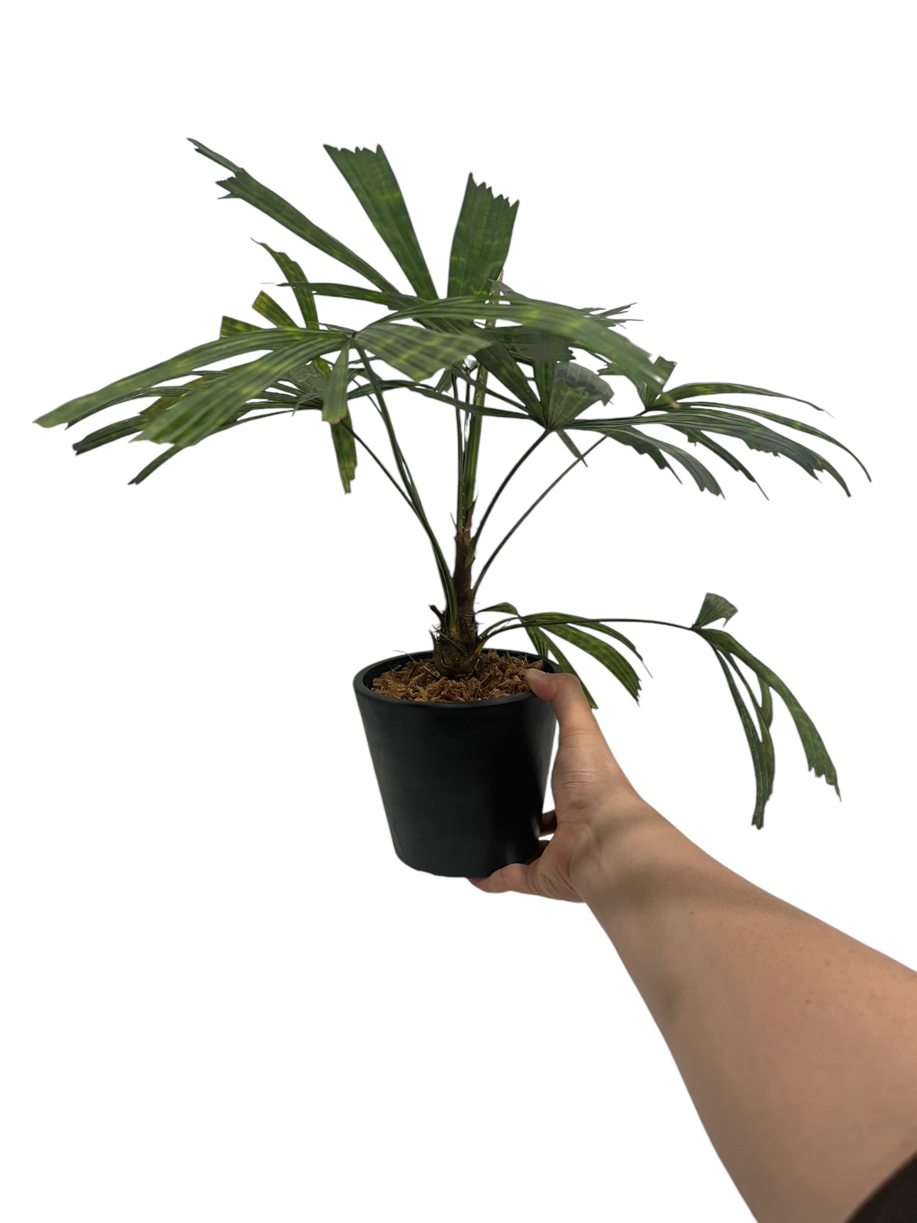 リクアラ マッタネンシス マプ 「Licuala mattanensis 'Mapu' 」18S