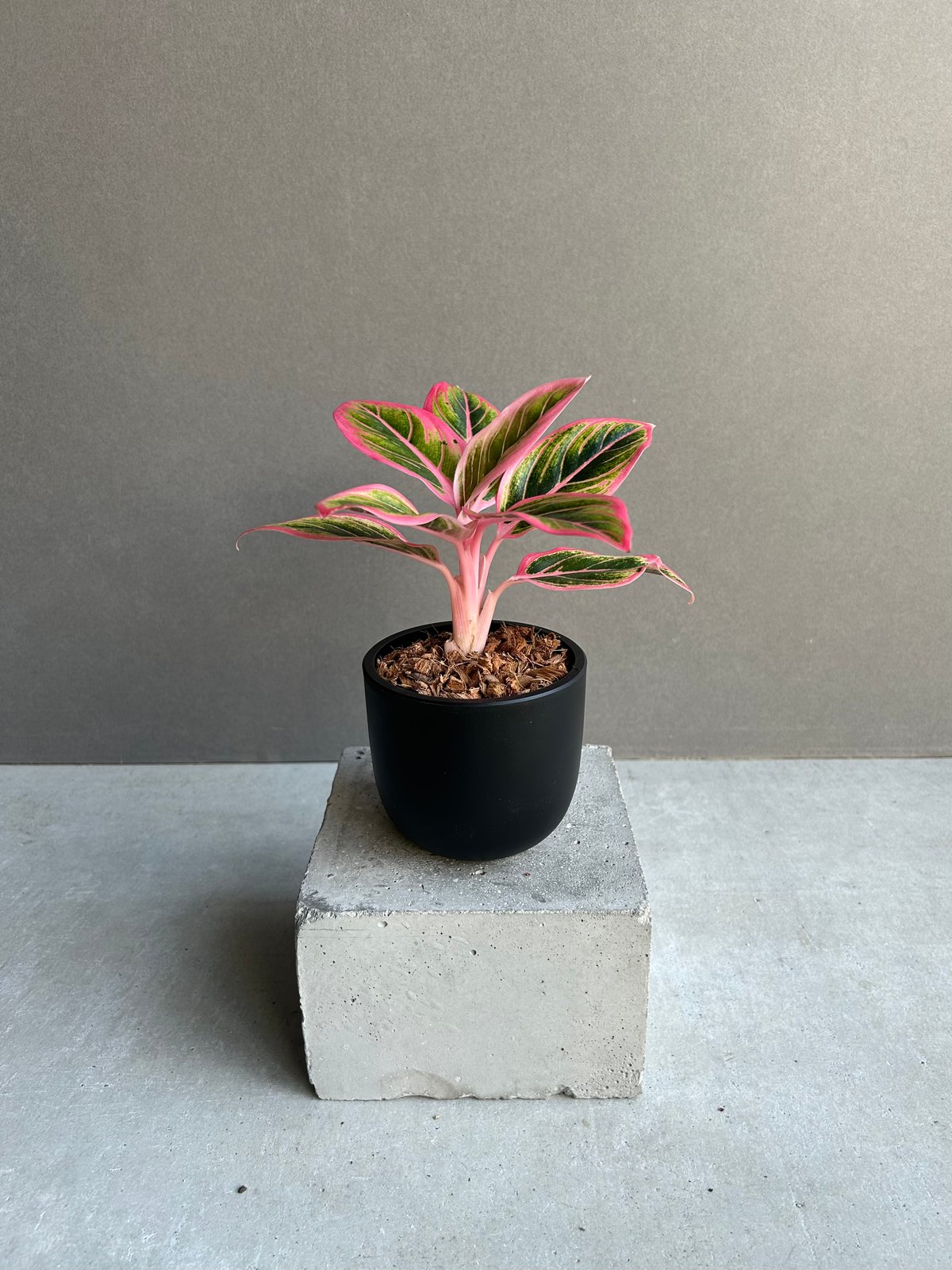 アグラオネマ ロータス デライト 「Aglaonema Lotus Delight」81L |