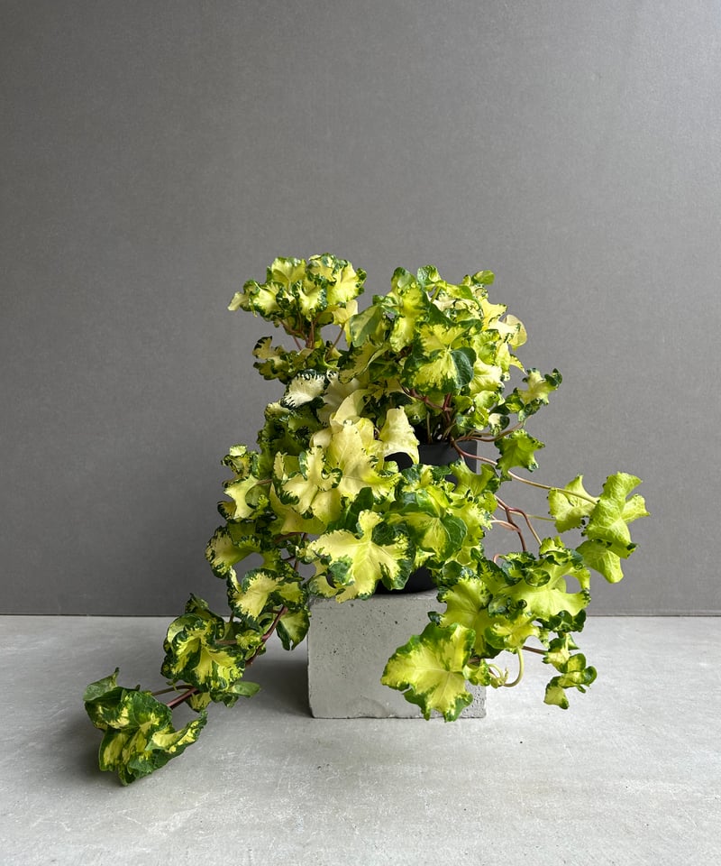 アイビー ヘデラ 'ムーンライト' 「Hedera helix 'Moonlight'」65L