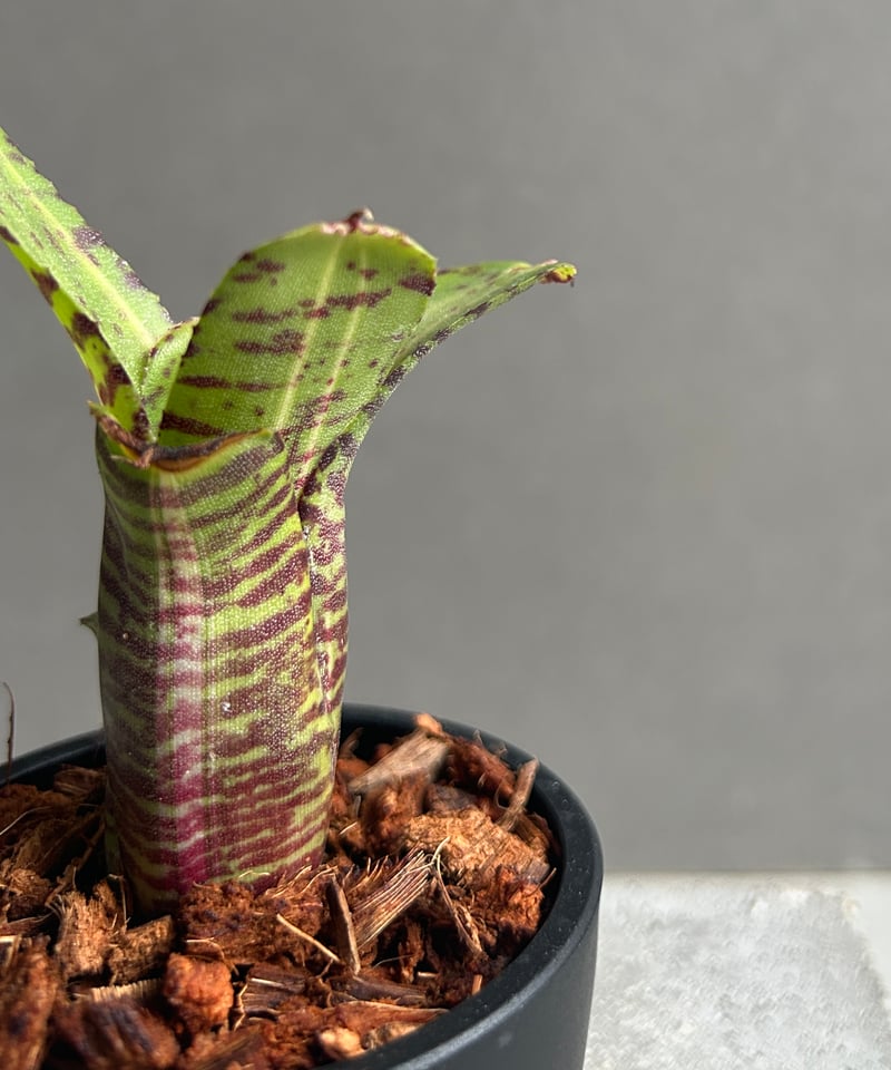 ネオレゲリア グレムリン 「Neoregelia Gremlin」20G | SHOUCHIKUEN