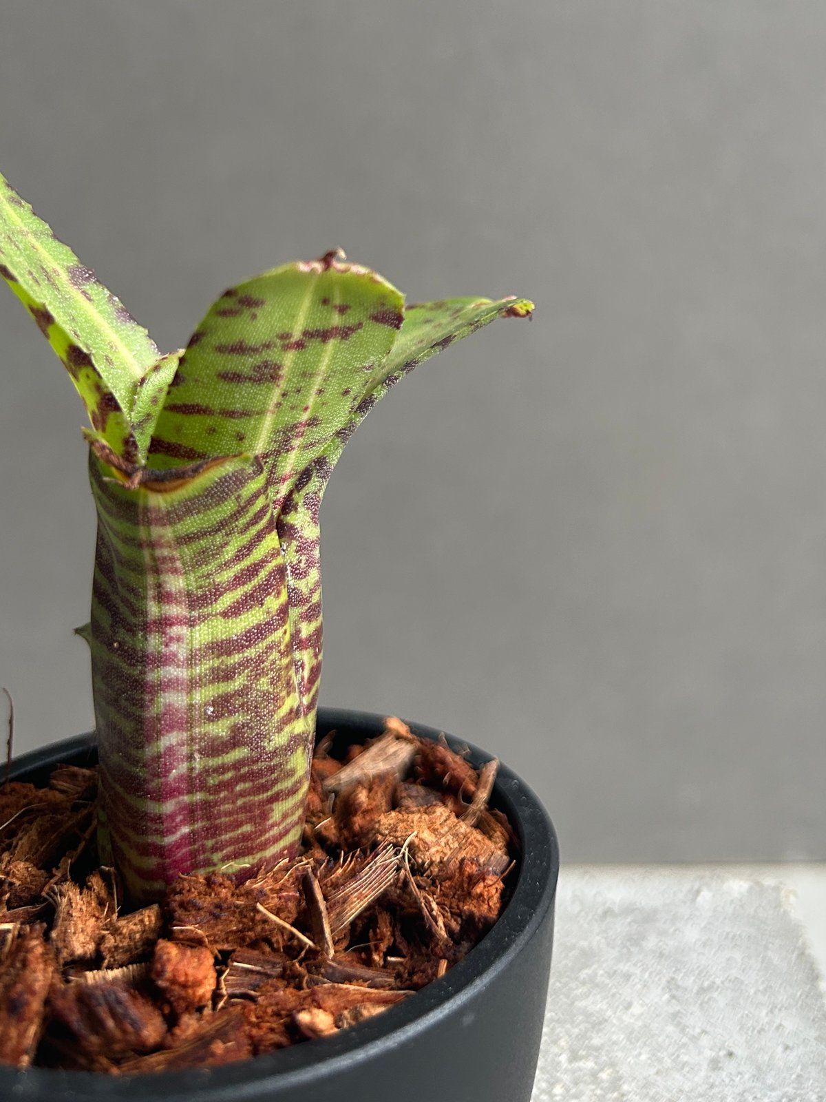 ネオレゲリア グレムリン 「Neoregelia Gremlin」20G | SHOUCHIKUEN