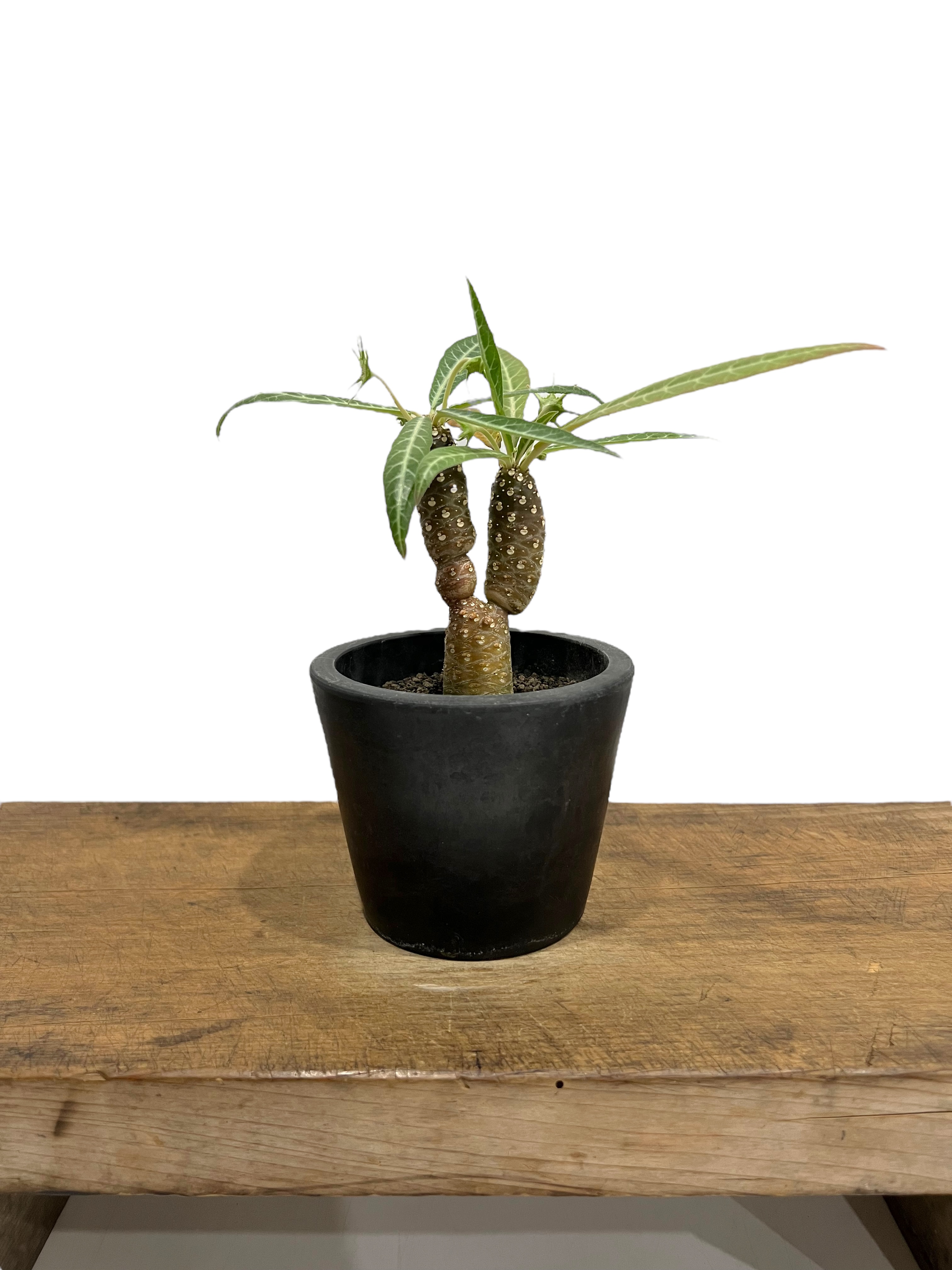ドルステニア ランキフォリア (実生苗)「 Dorstenia crispa var.lanc