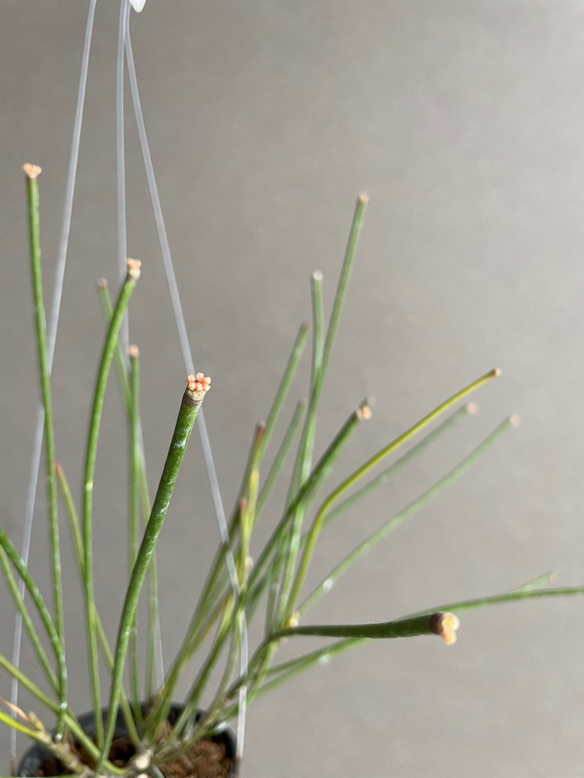 ホヤ 　大株 ホヤ 大株 ホヤ 大株