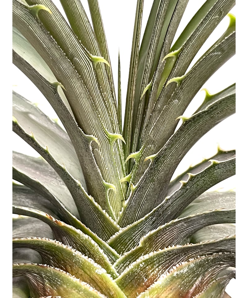 人気 原種 ディッキア Dyckia estevesii （アメリカ産） ディッキア・エステベシー：Dyckia estevesii | Dyckia Maniax