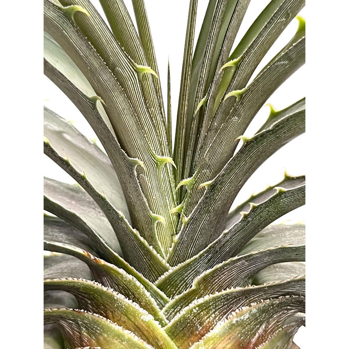 ディッキア エステベシー 「Dyckia estevesii」 6/25-829 | SHO