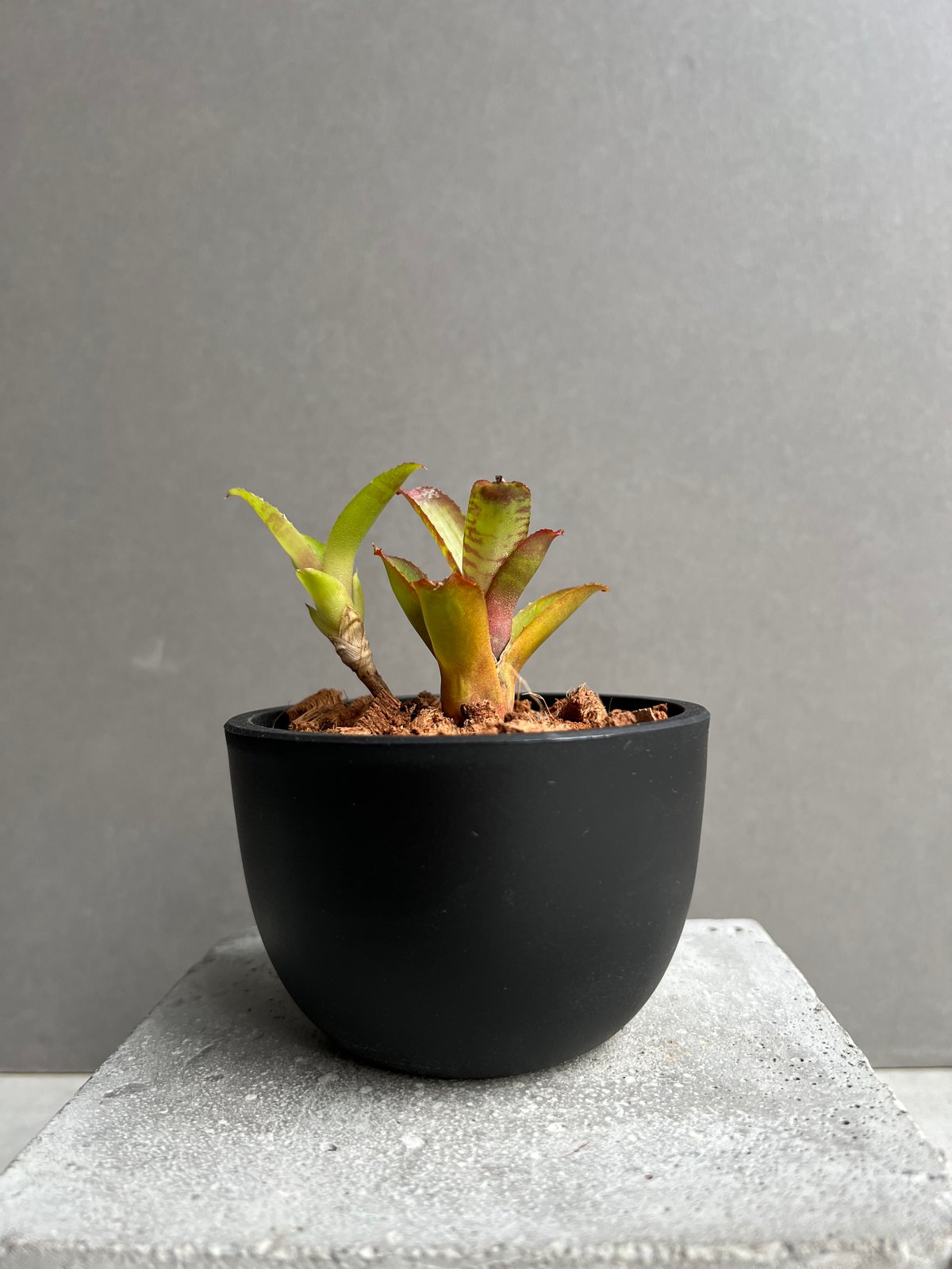 ネオレゲリア ・コスモス ネオレゲリア スーパーチャージド 「Neoregelia Supercharged