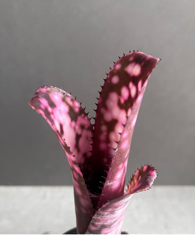 よしさん専用　ビルベルギア インセンディアリーデライト 子株 ビルベルギア・インセンディアリーデライト Billbergia