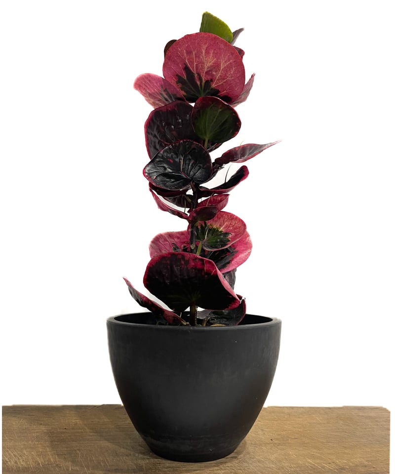 クロトン ハイブリッド「Codiaeum variegatum hybrid」6/20-809