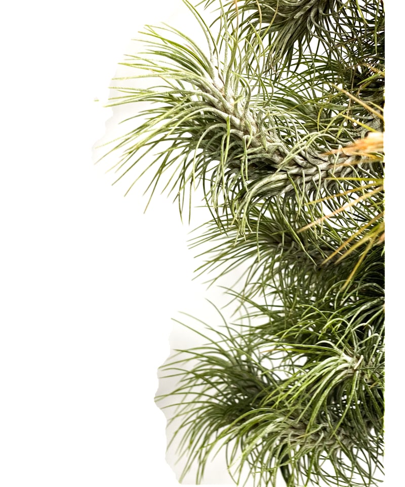 ティランジア フンキアナ レクルビフォリア「Tillandsia funckiana var