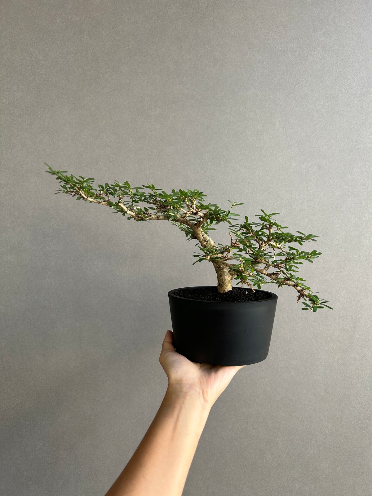 うち” 盆栽 Limited Edition 「“UCHI” BONSAI」 7J |